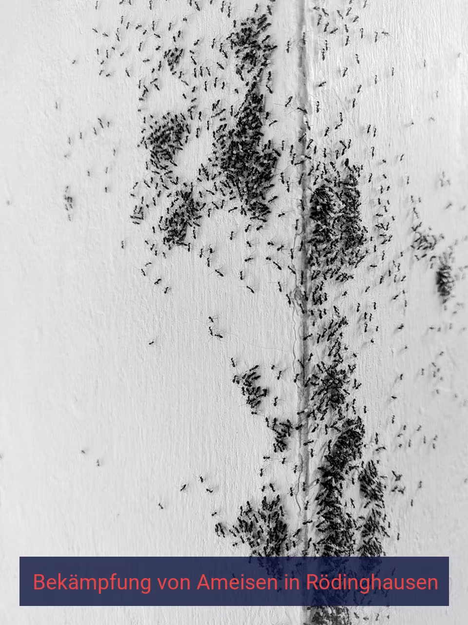 Bekämpfung von Ameisen {Stadt(city_name)