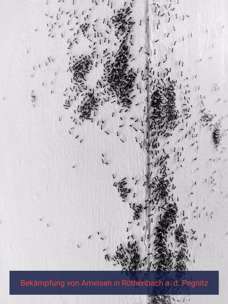 Bekämpfung von Ameisen {Stadt(city_name)