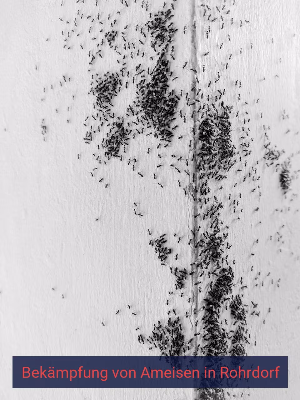Bekämpfung von Ameisen {Stadt(city_name)