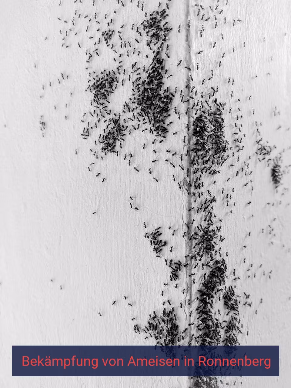 Bekämpfung von Ameisen {Stadt(city_name)