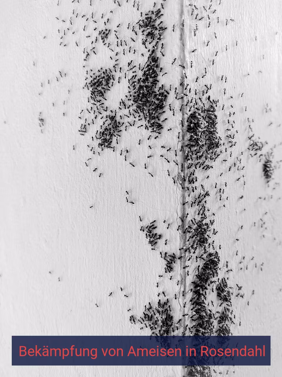 Bekämpfung von Ameisen {Stadt(city_name)