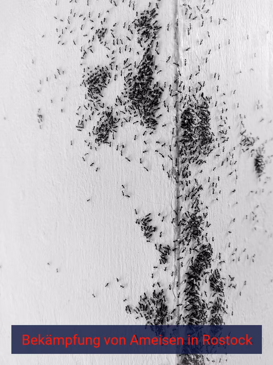 Bekämpfung von Ameisen {Stadt(city_name)