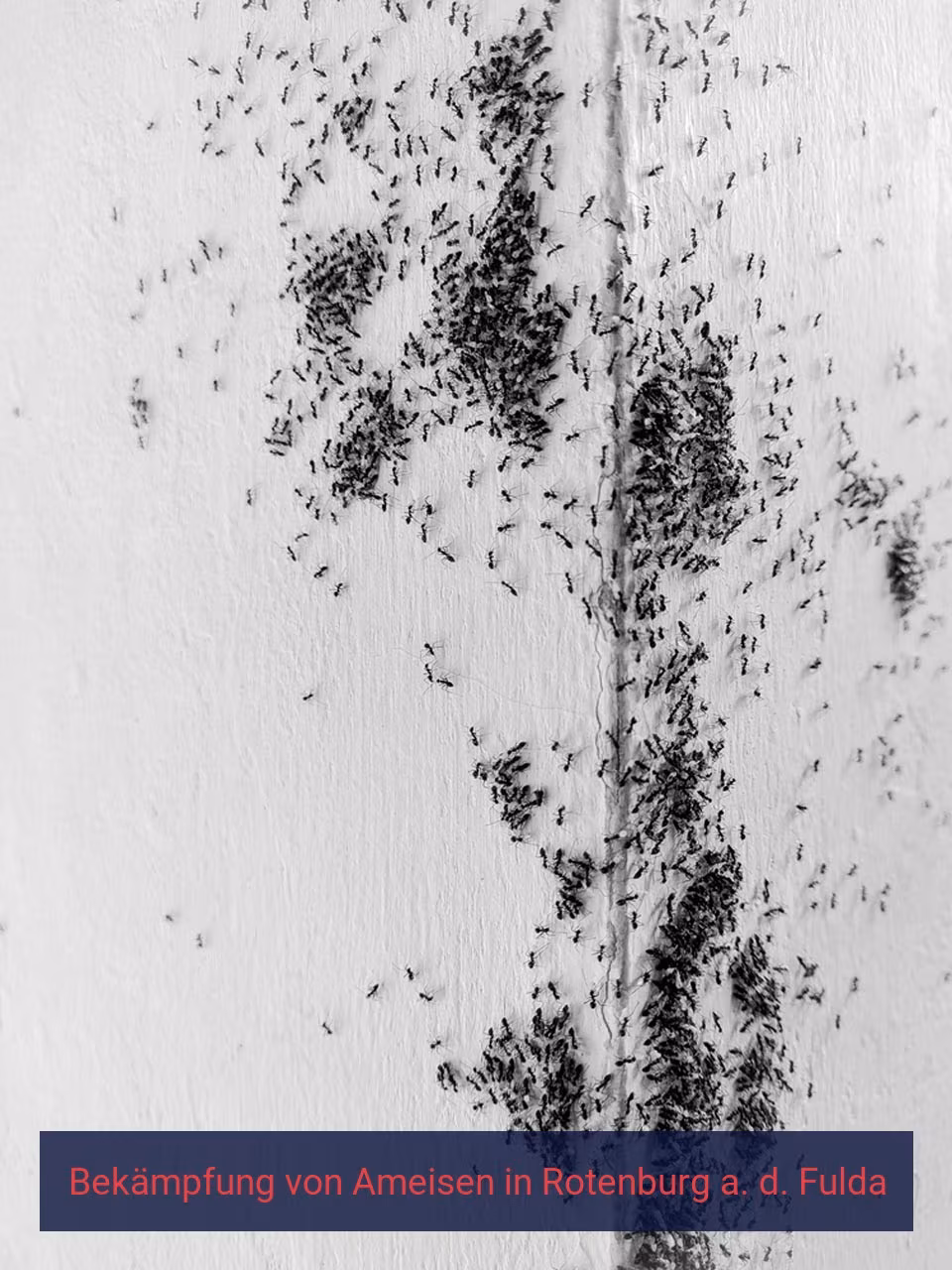 Bekämpfung von Ameisen {Stadt(city_name)