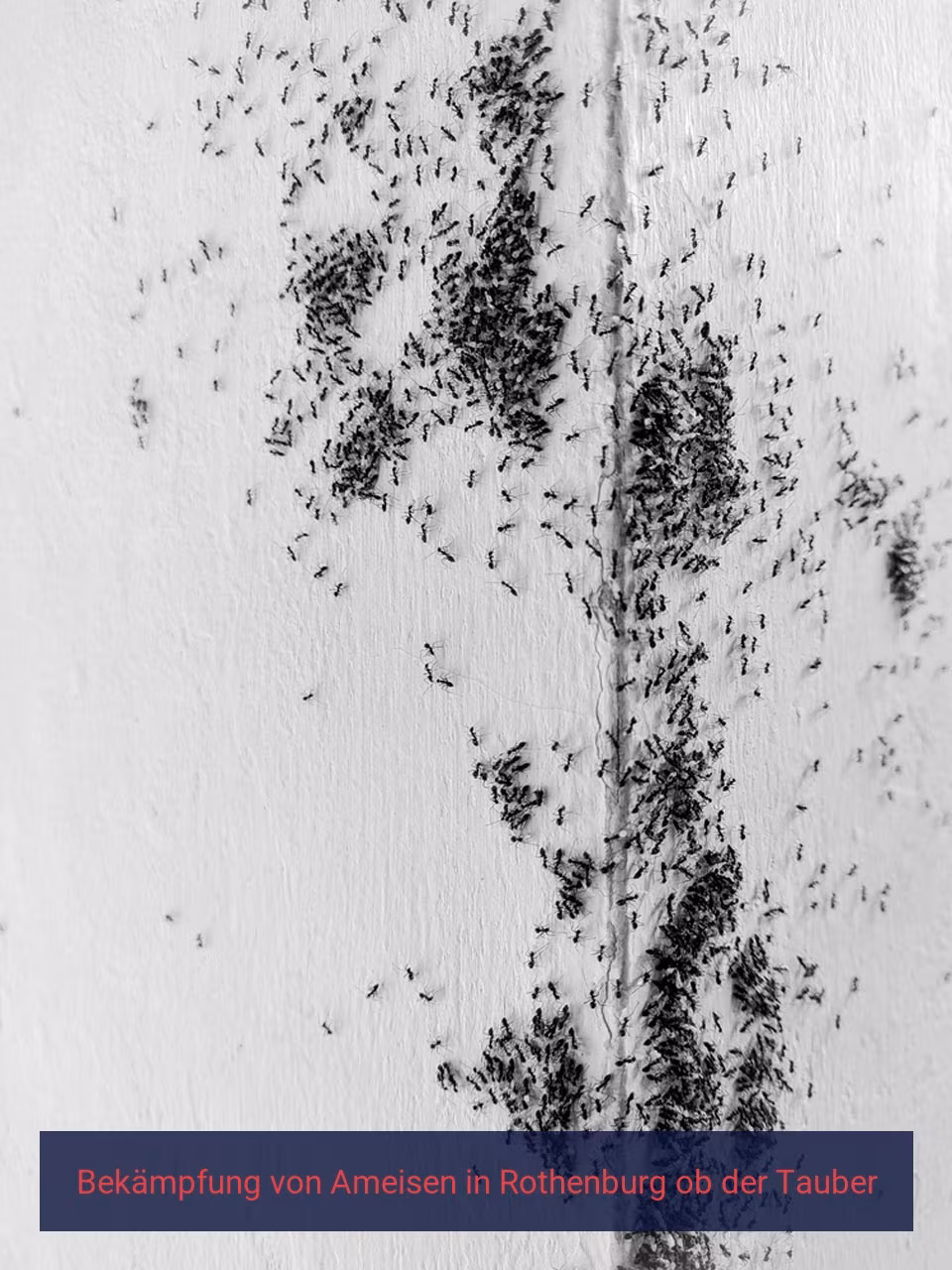 Bekämpfung von Ameisen {Stadt(city_name)