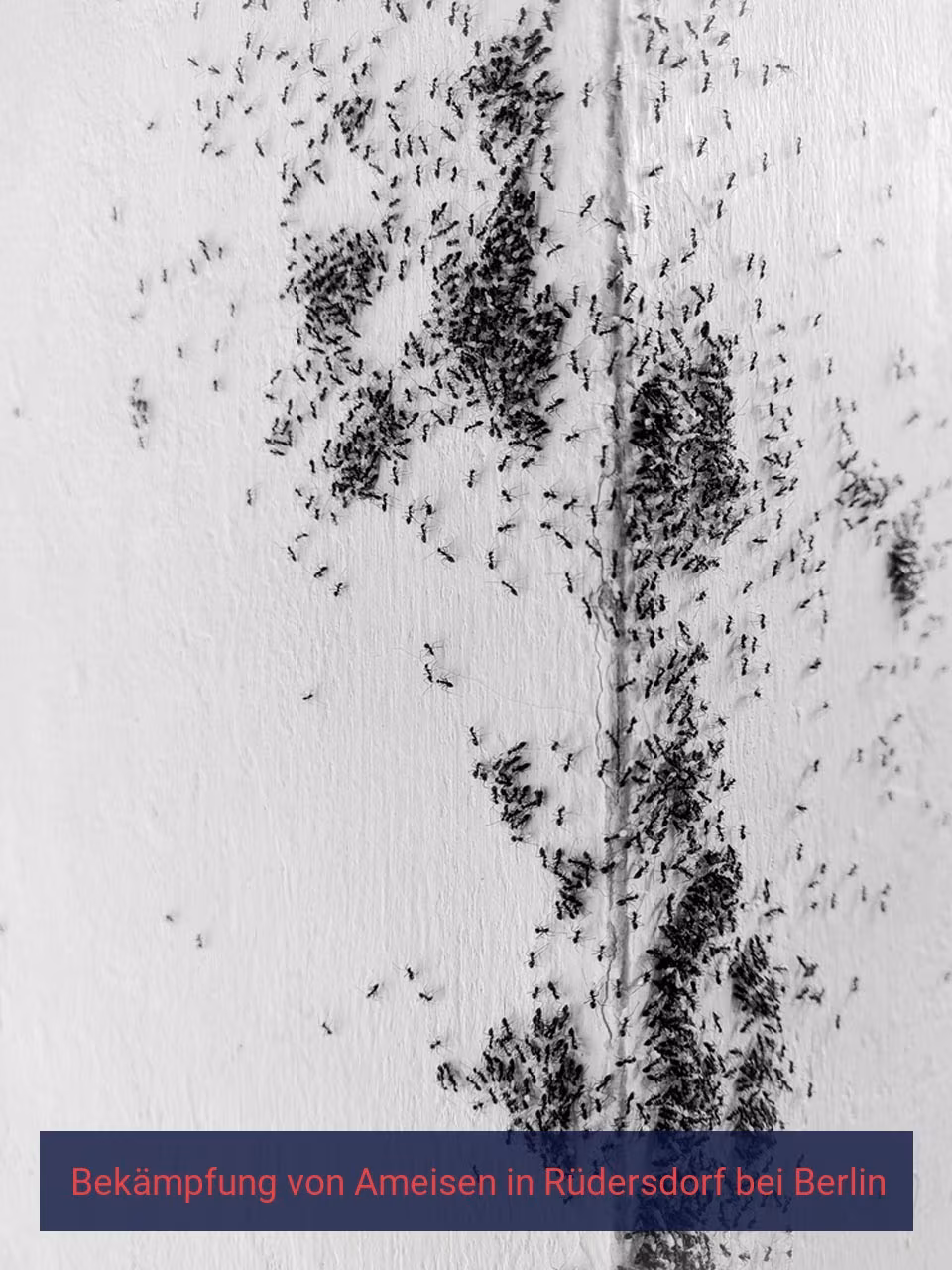 Bekämpfung von Ameisen {Stadt(city_name)