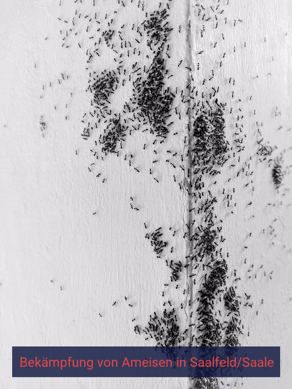 Bekämpfung von Ameisen {Stadt(city_name)