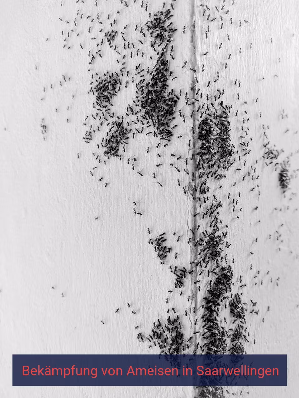 Bekämpfung von Ameisen {Stadt(city_name)