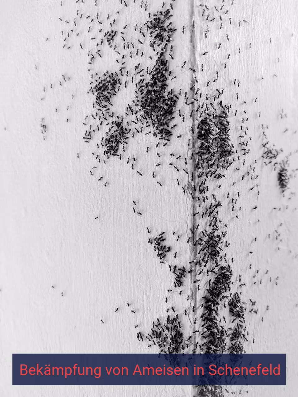 Bekämpfung von Ameisen {Stadt(city_name)