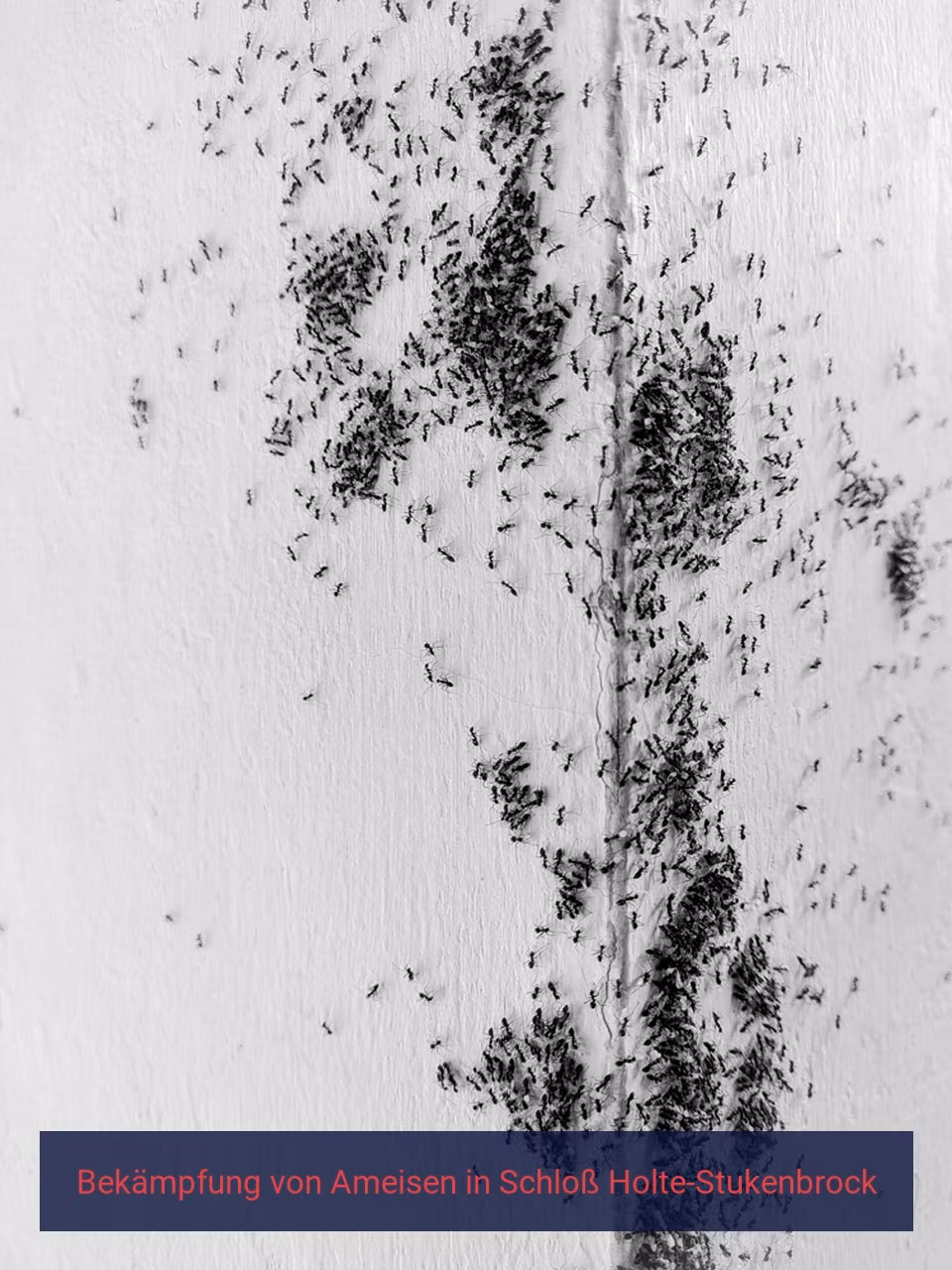 Bekämpfung von Ameisen {Stadt(city_name)