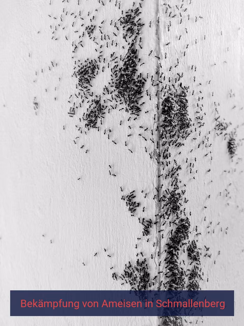 Bekämpfung von Ameisen {Stadt(city_name)