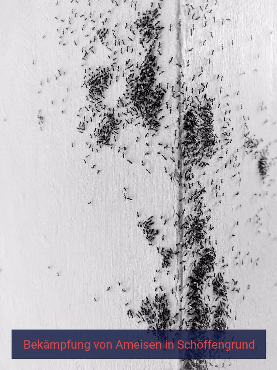 Bekämpfung von Ameisen {Stadt(city_name)
