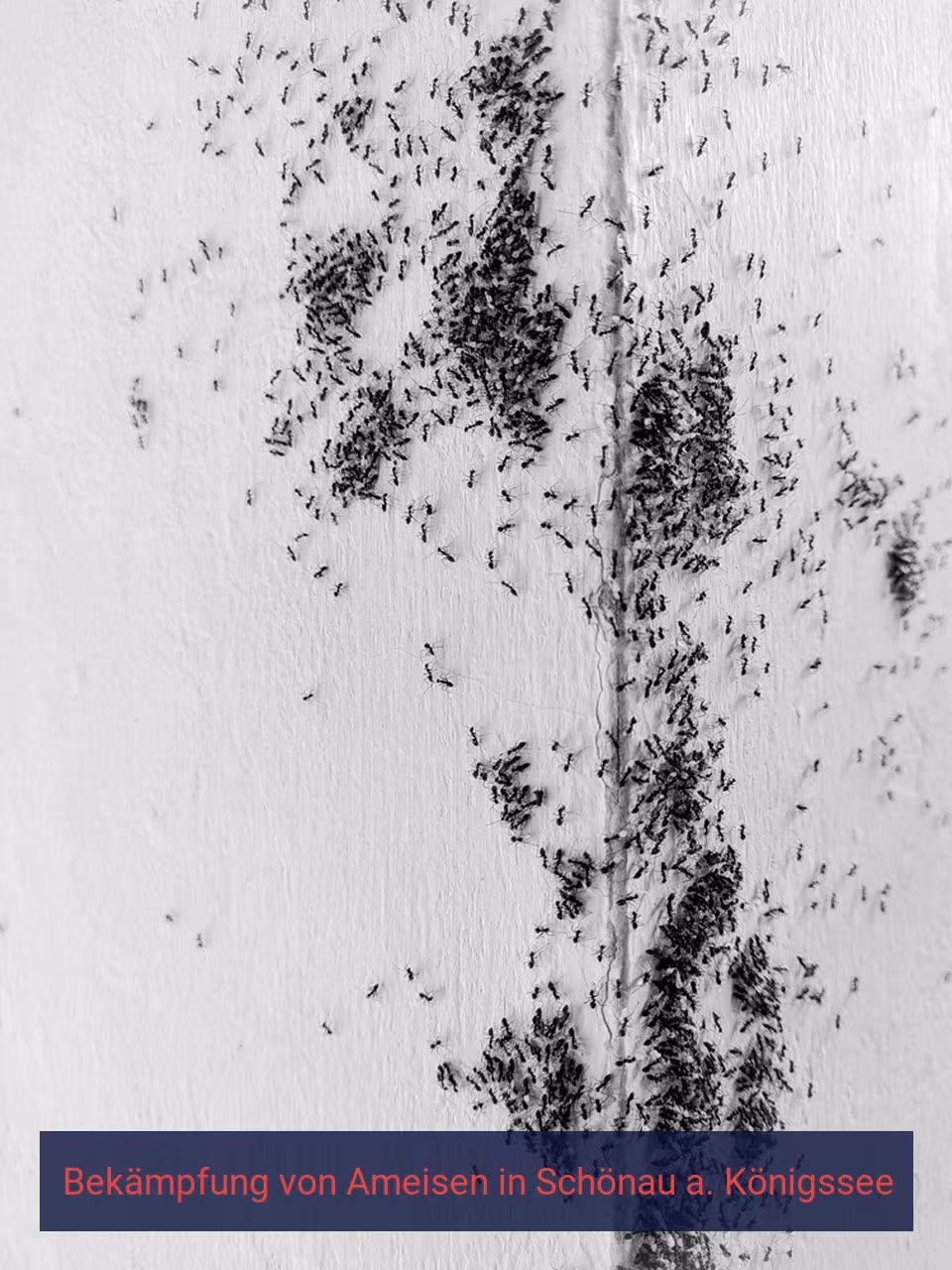 Bekämpfung von Ameisen {Stadt(city_name)