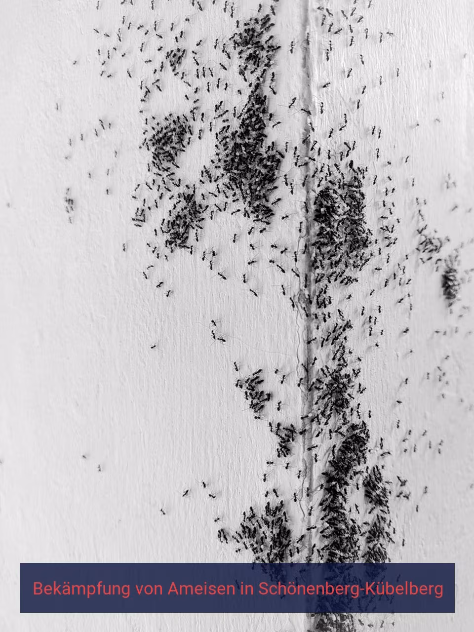 Bekämpfung von Ameisen {Stadt(city_name)