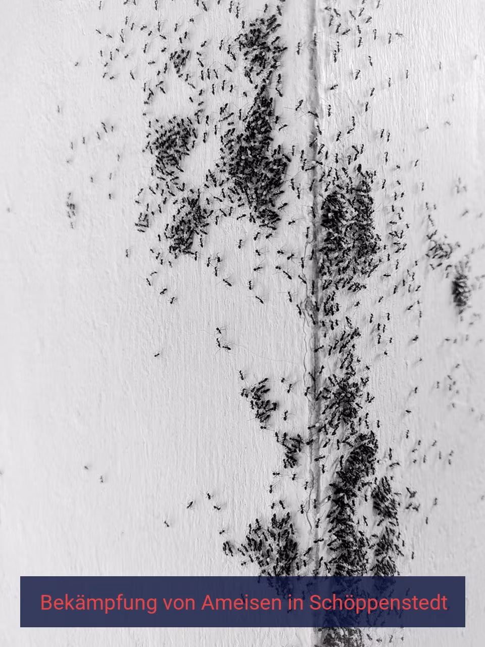 Bekämpfung von Ameisen {Stadt(city_name)