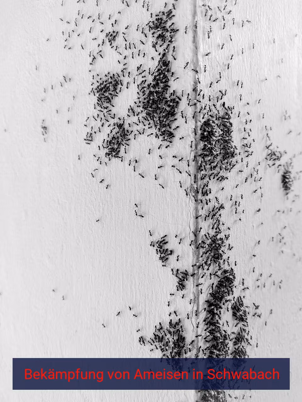 Bekämpfung von Ameisen {Stadt(city_name)