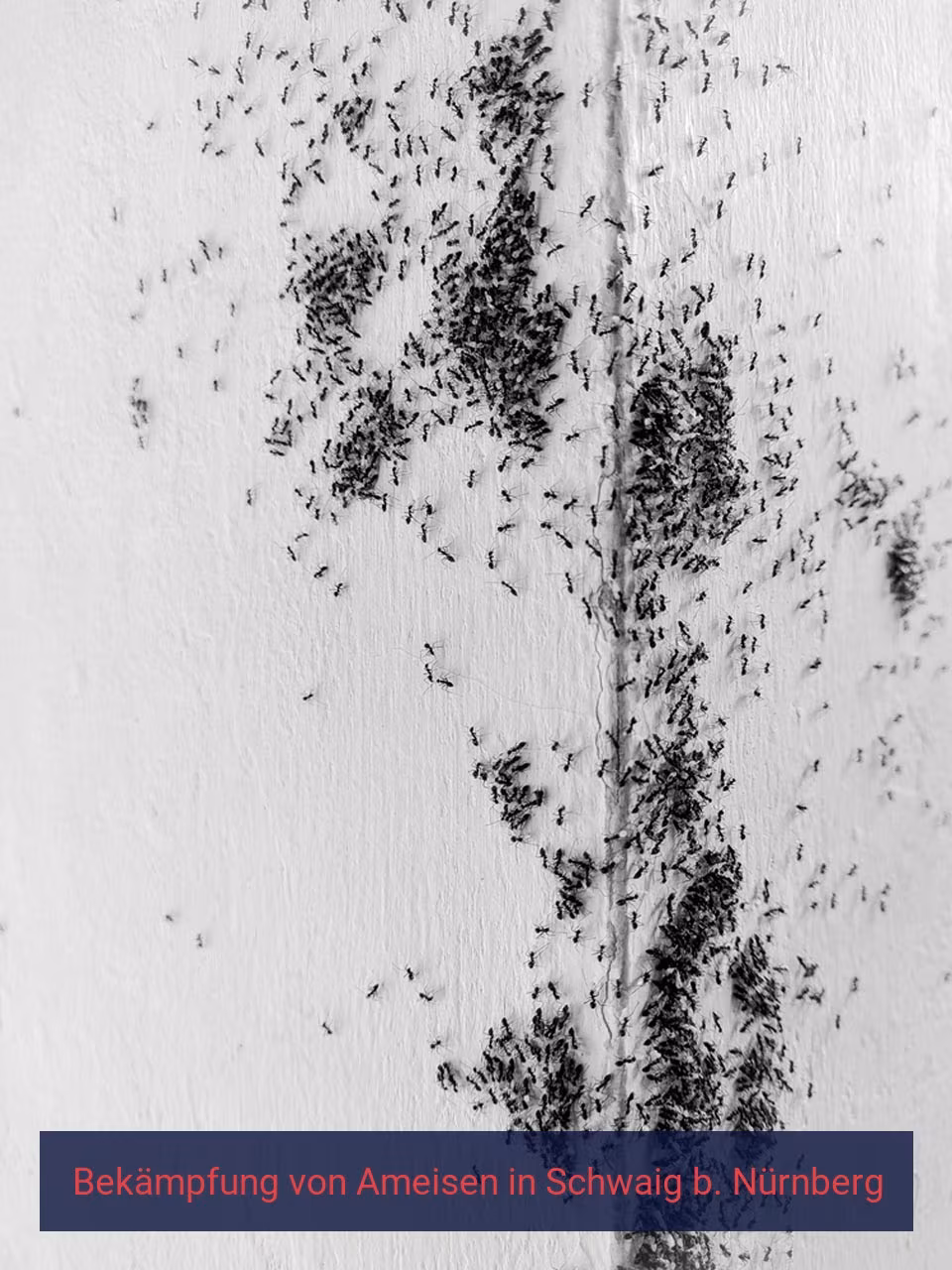 Bekämpfung von Ameisen {Stadt(city_name)