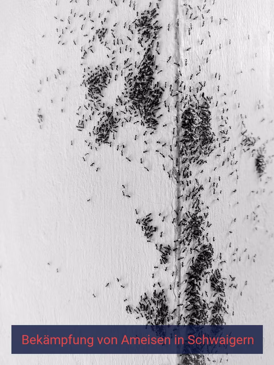Bekämpfung von Ameisen {Stadt(city_name)