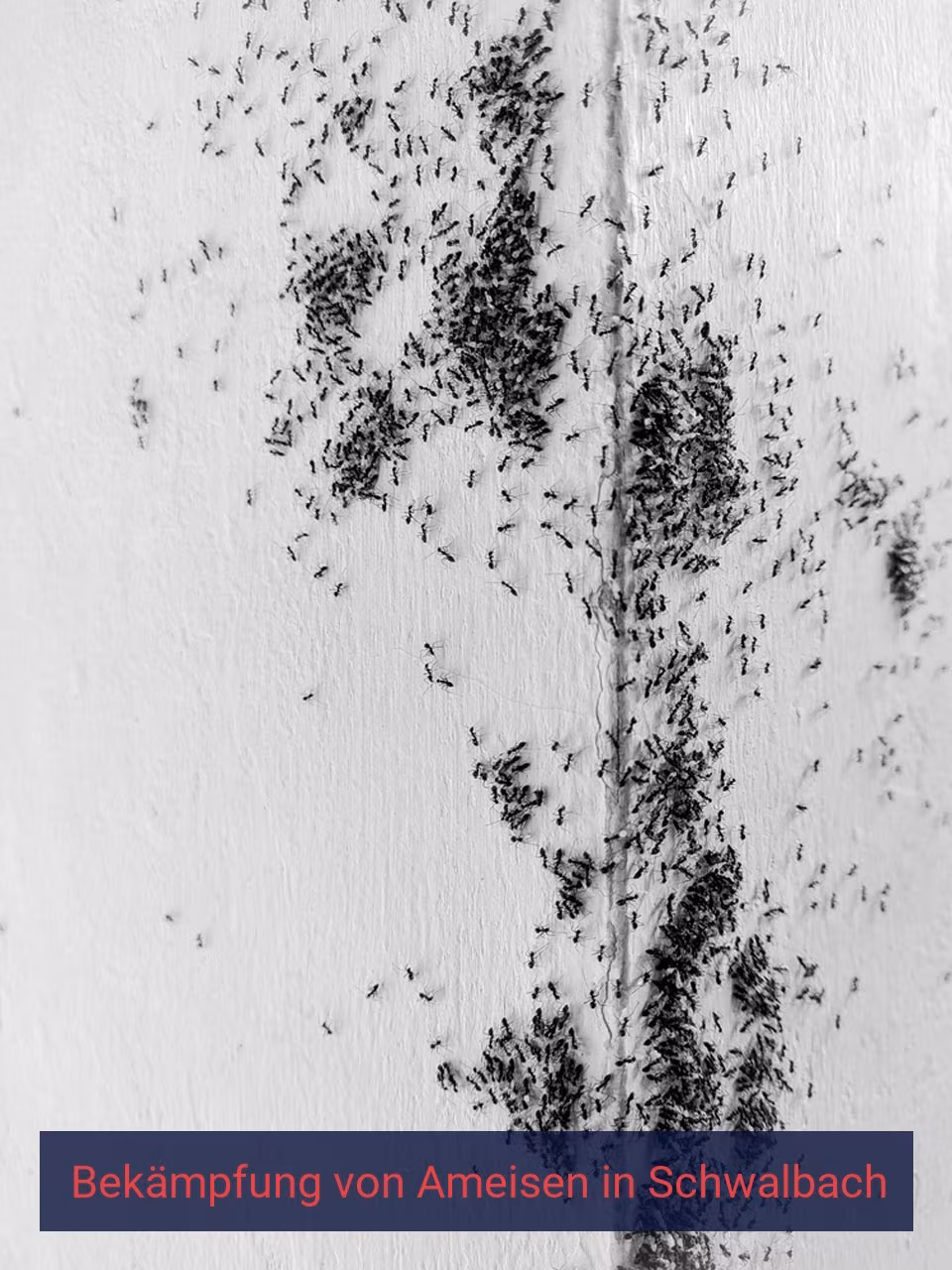 Bekämpfung von Ameisen {Stadt(city_name)