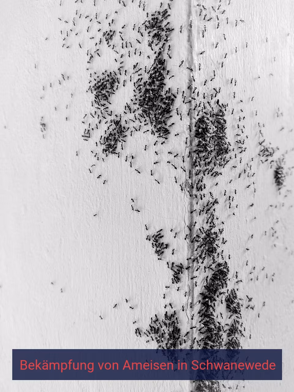Bekämpfung von Ameisen {Stadt(city_name)