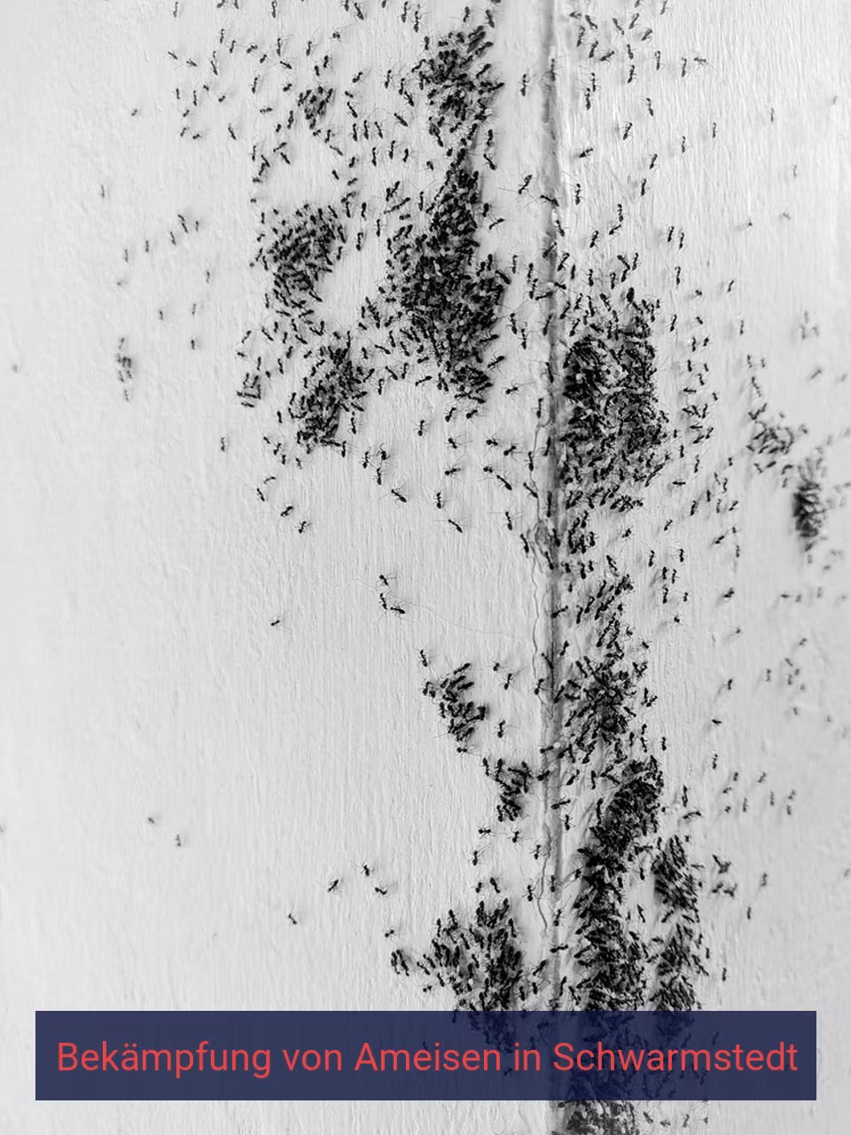 Bekämpfung von Ameisen {Stadt(city_name)