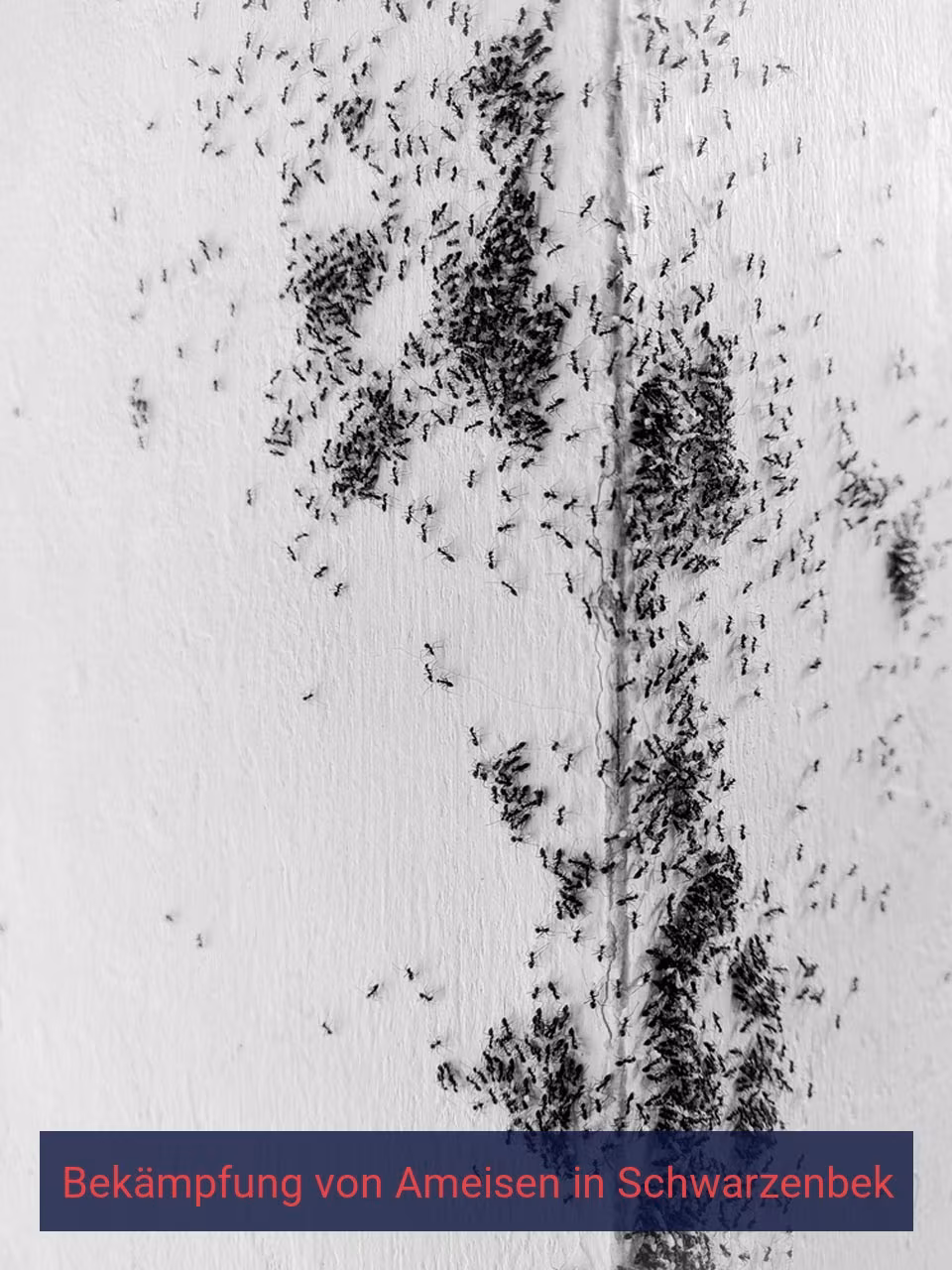Bekämpfung von Ameisen {Stadt(city_name)