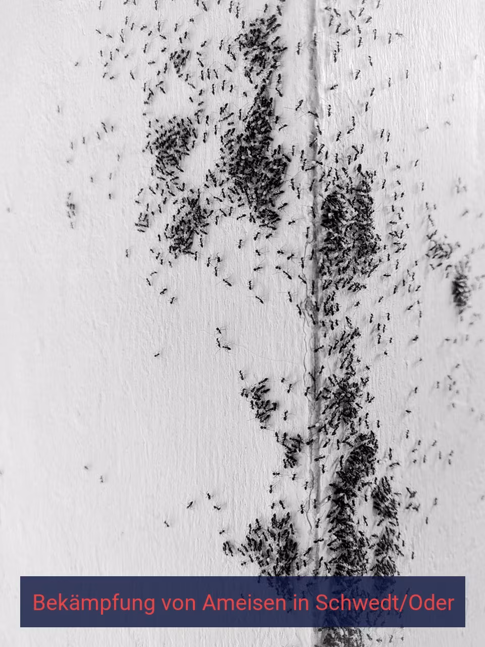Bekämpfung von Ameisen {Stadt(city_name)