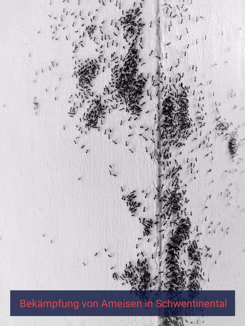 Bekämpfung von Ameisen {Stadt(city_name)