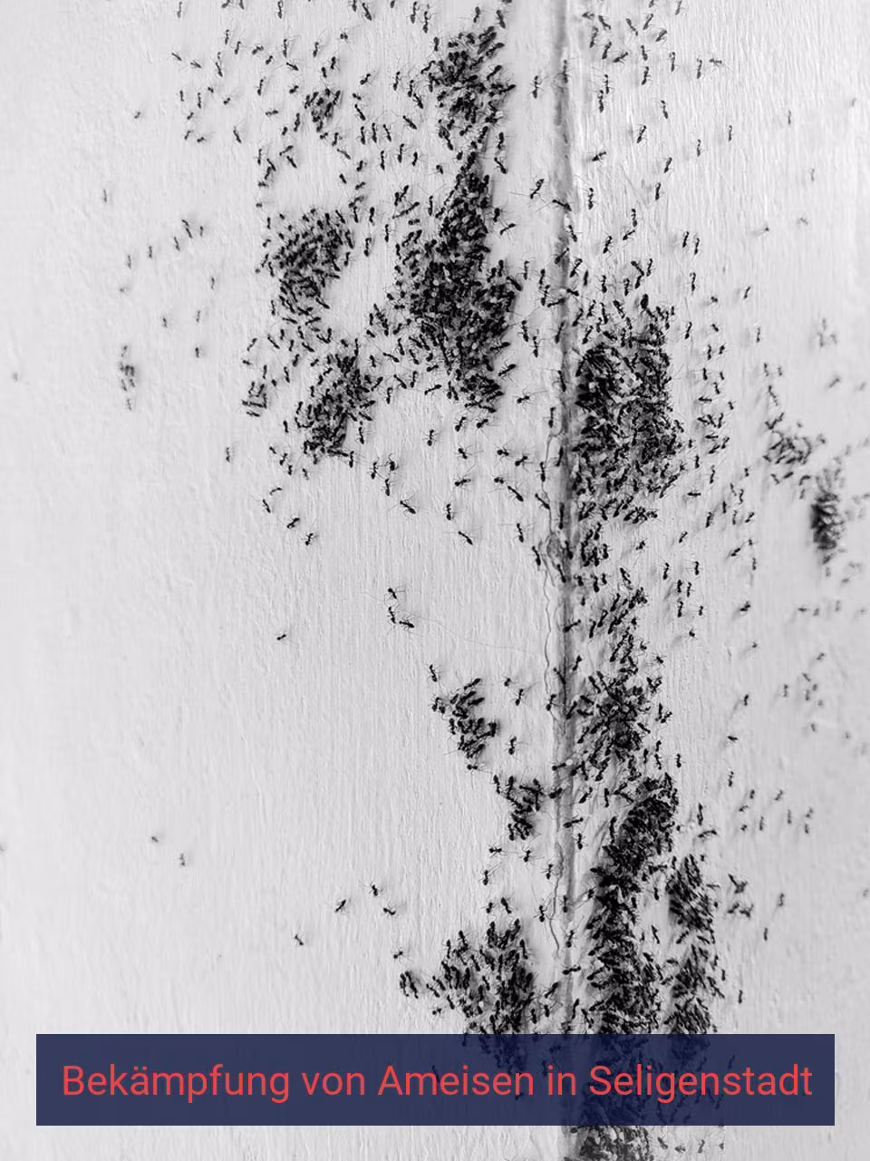Bekämpfung von Ameisen {Stadt(city_name)