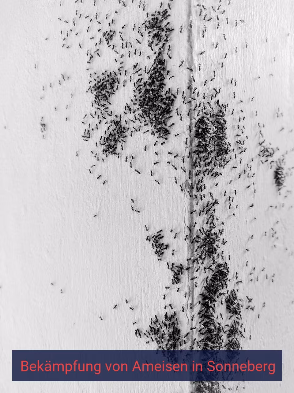 Bekämpfung von Ameisen {Stadt(city_name)