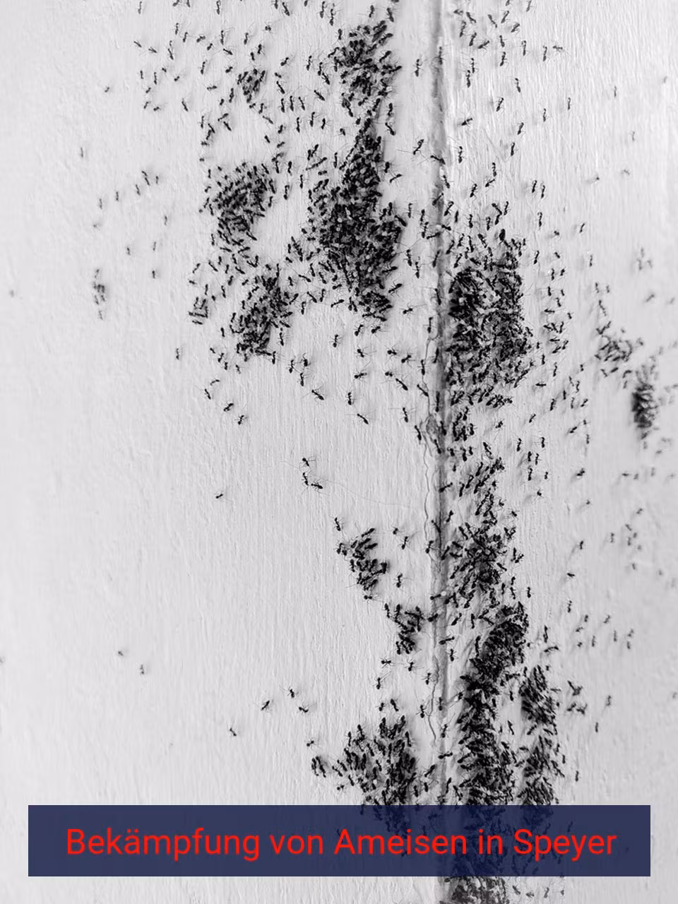 Bekämpfung von Ameisen {Stadt(city_name)