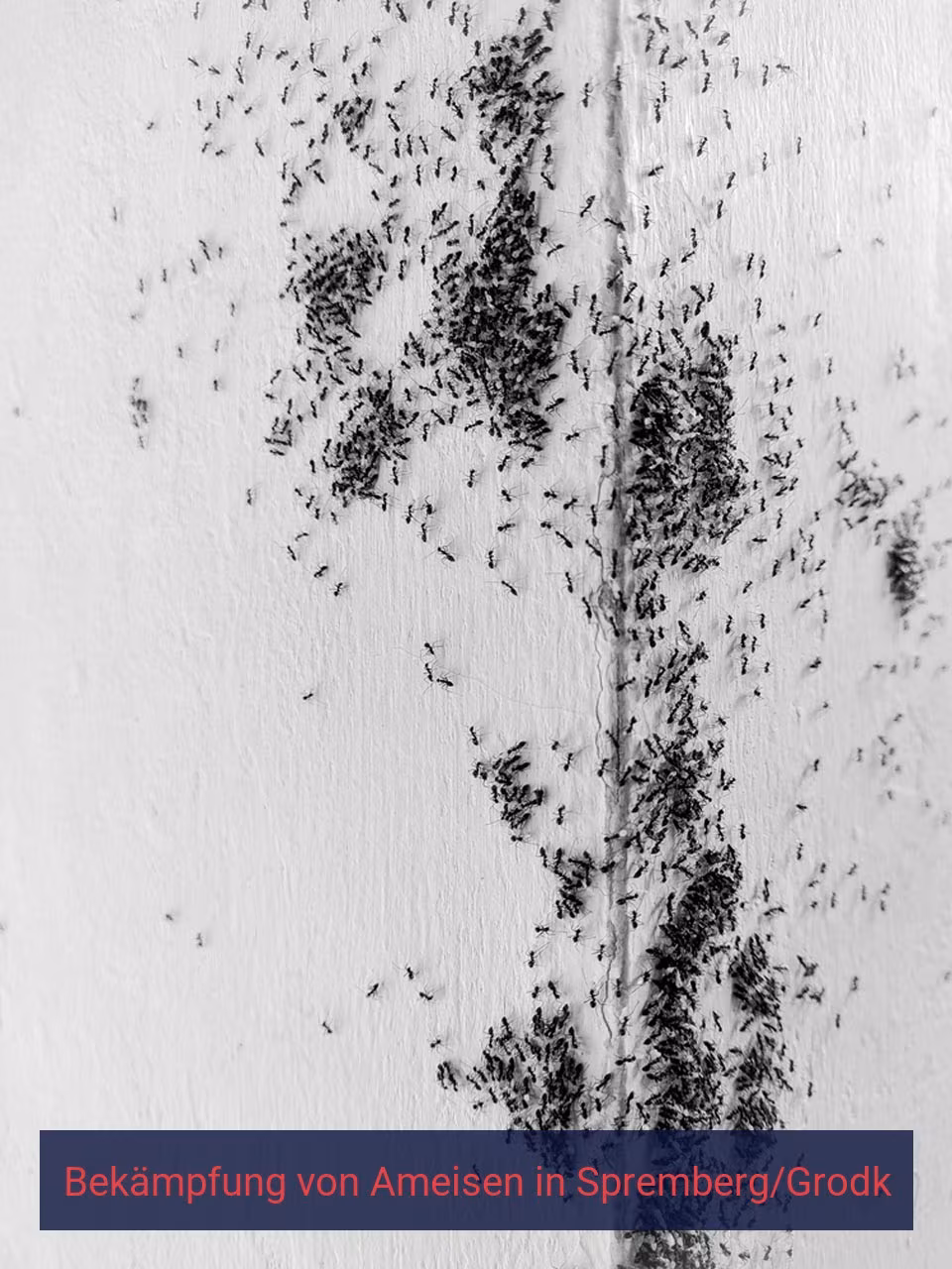 Bekämpfung von Ameisen {Stadt(city_name)
