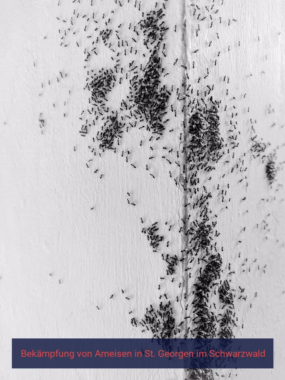 Bekämpfung von Ameisen {Stadt(city_name)