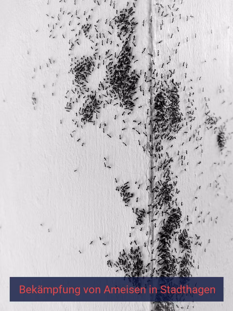 Bekämpfung von Ameisen {Stadt(city_name)