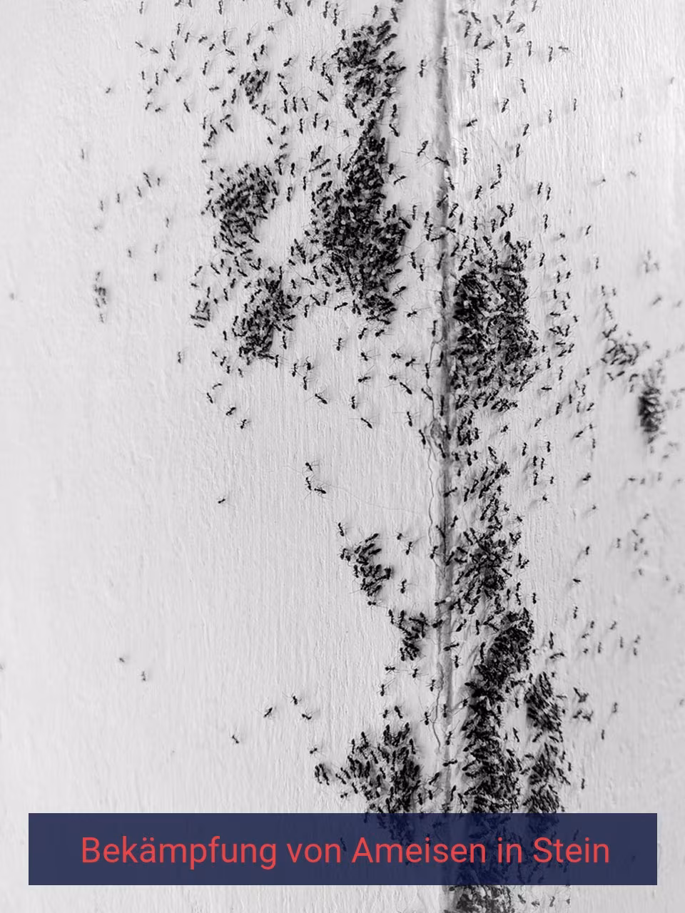 Bekämpfung von Ameisen {Stadt(city_name)