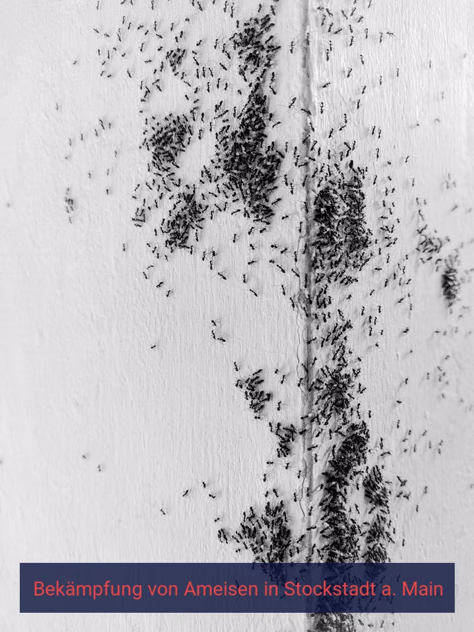 Bekämpfung von Ameisen {Stadt(city_name)