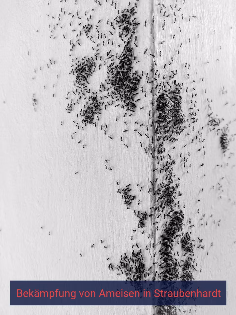 Bekämpfung von Ameisen {Stadt(city_name)
