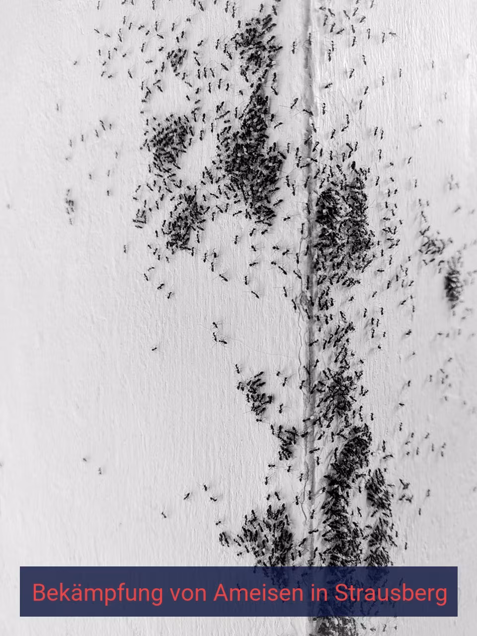Bekämpfung von Ameisen {Stadt(city_name)