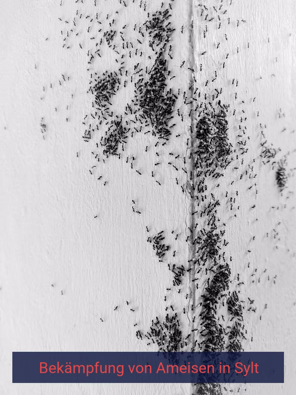 Bekämpfung von Ameisen {Stadt(city_name)