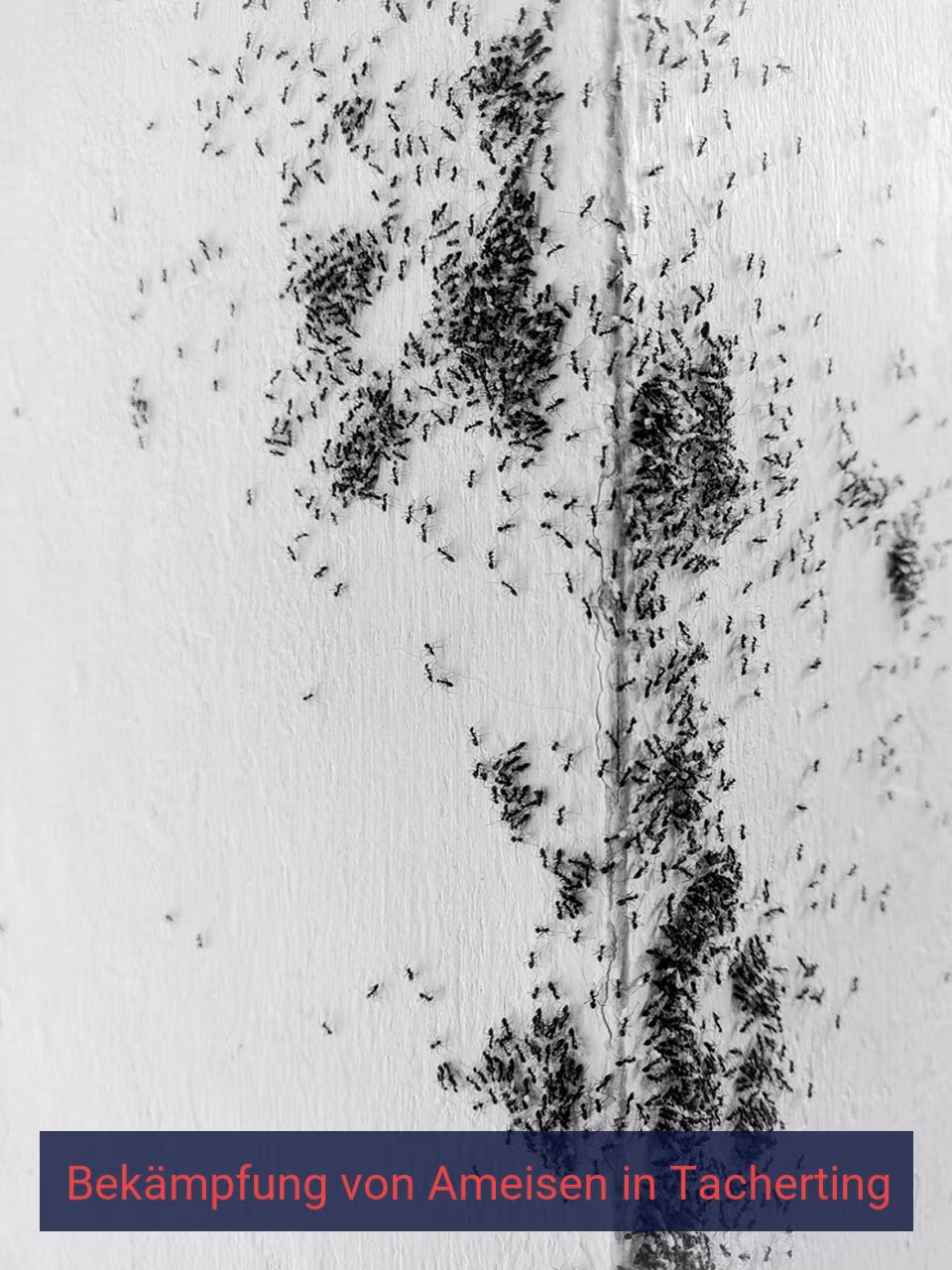 Bekämpfung von Ameisen {Stadt(city_name)