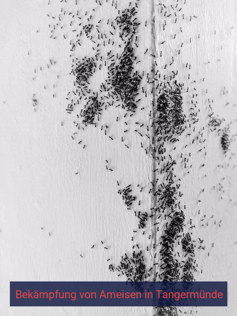 Bekämpfung von Ameisen {Stadt(city_name)