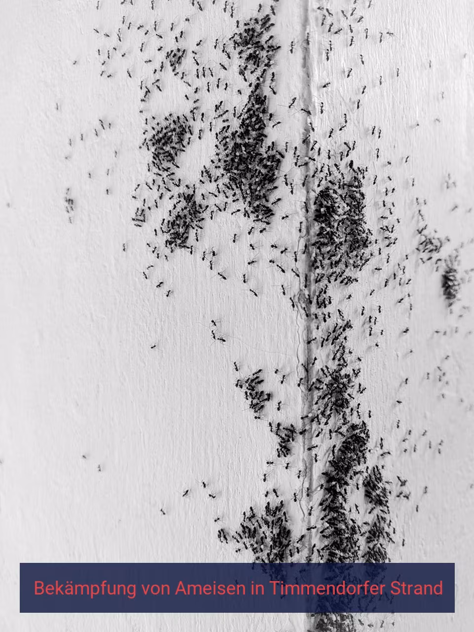 Bekämpfung von Ameisen {Stadt(city_name)