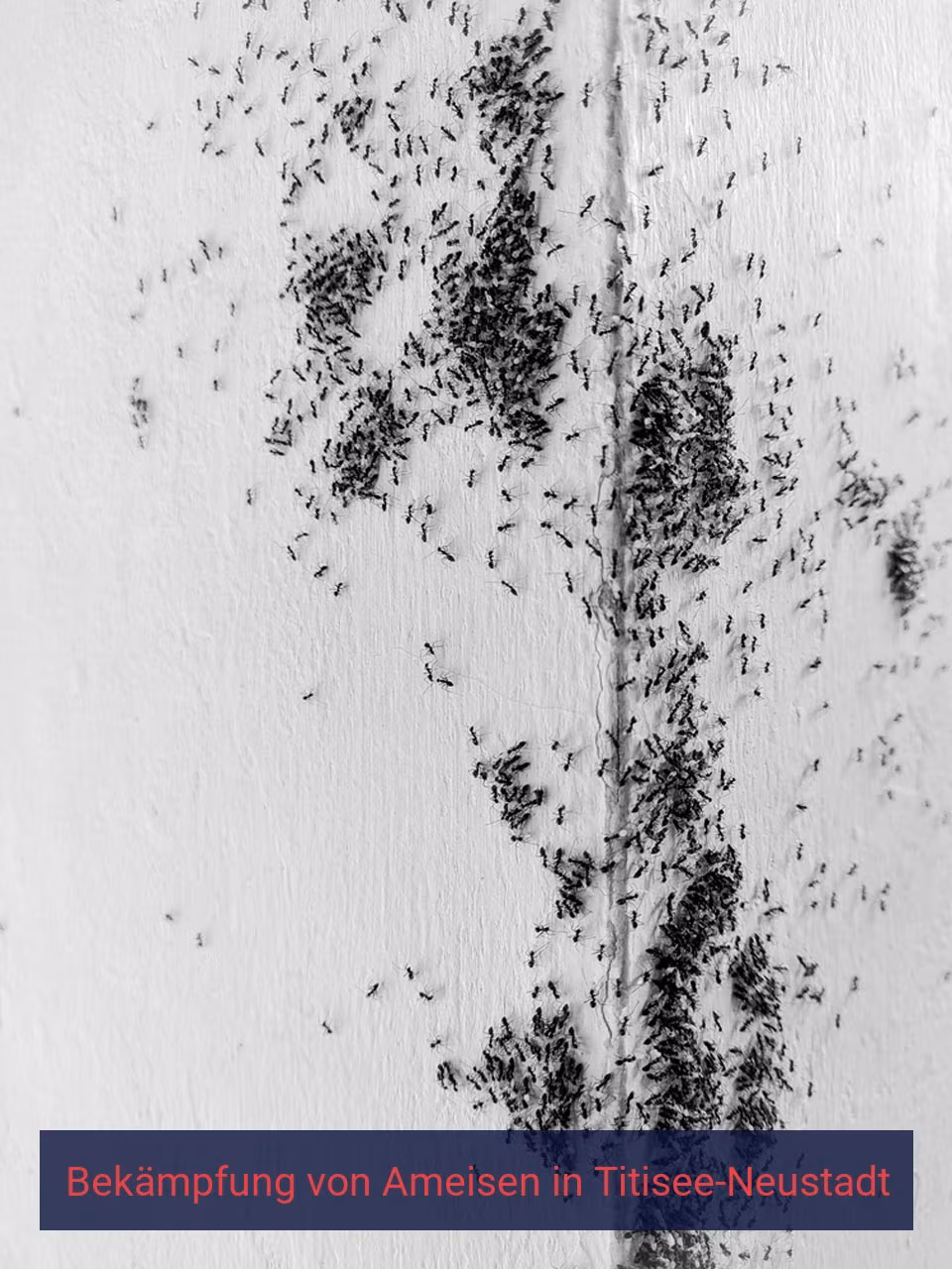 Bekämpfung von Ameisen {Stadt(city_name)