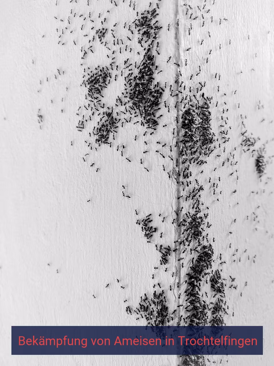 Bekämpfung von Ameisen {Stadt(city_name)