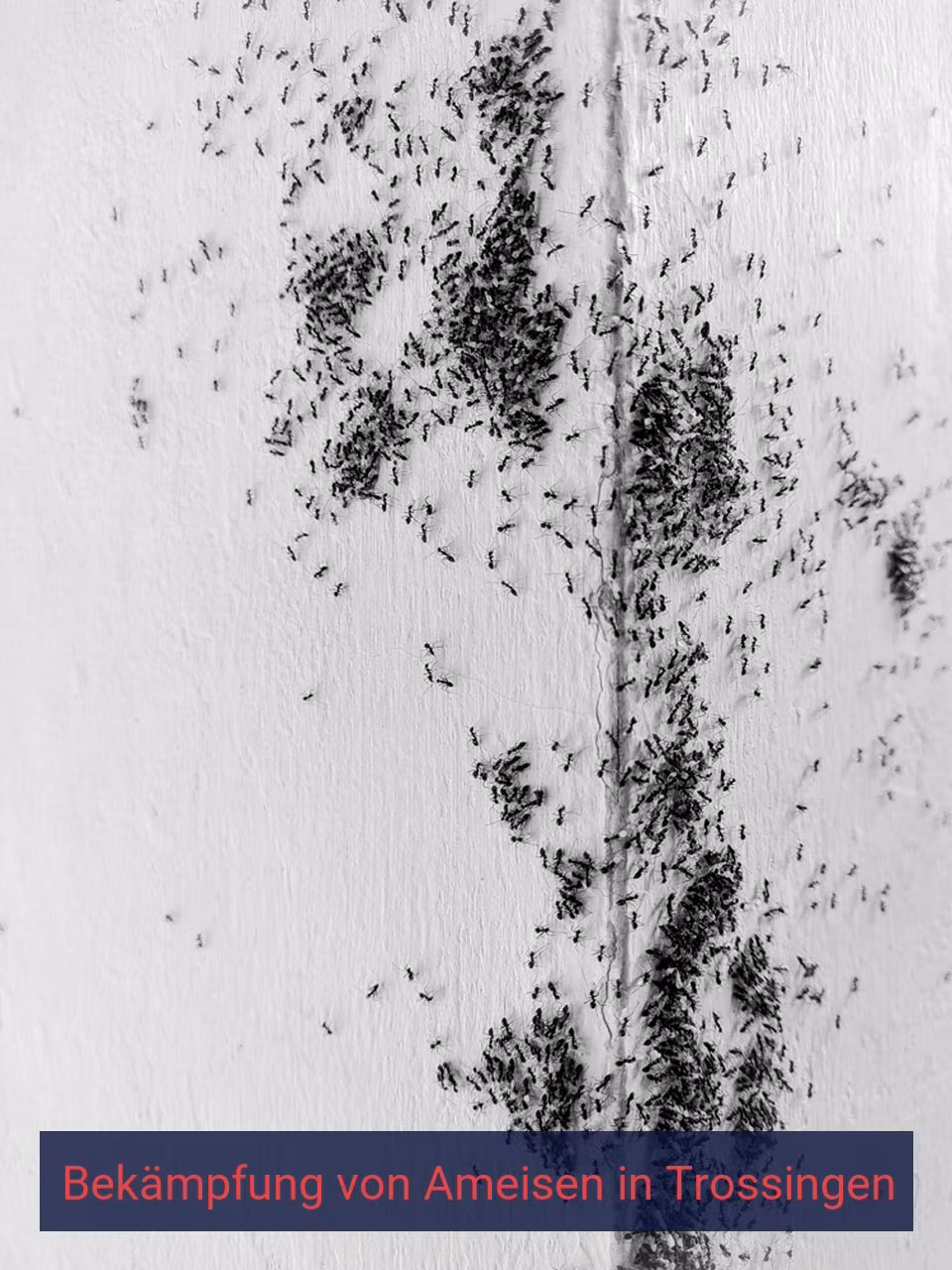 Bekämpfung von Ameisen {Stadt(city_name)