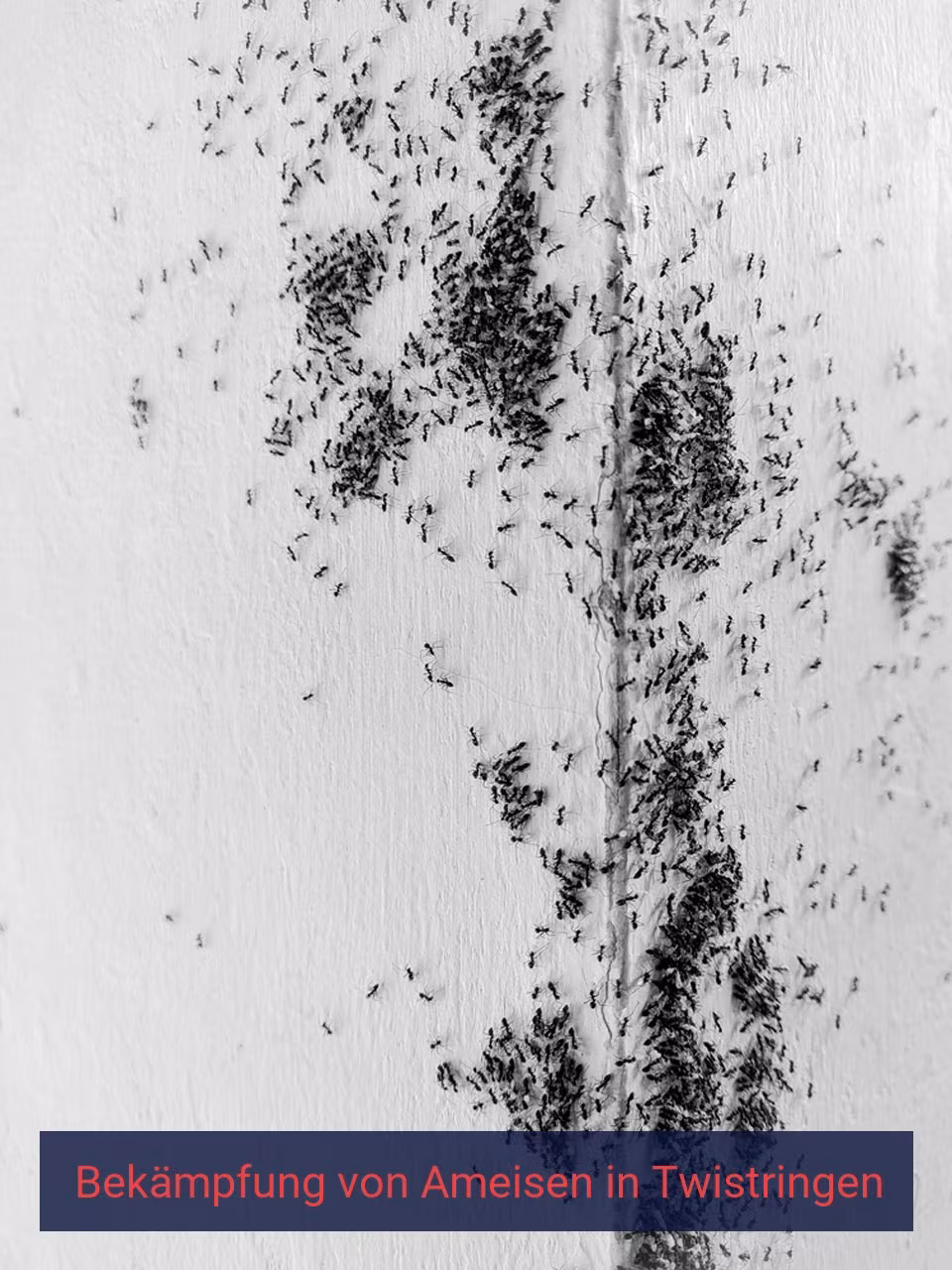 Bekämpfung von Ameisen {Stadt(city_name)