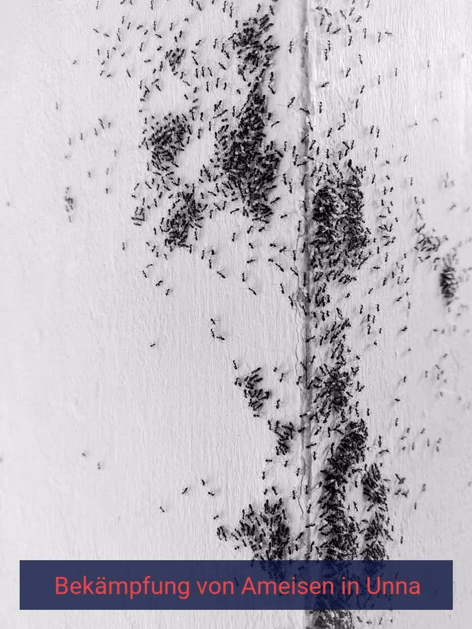 Bekämpfung von Ameisen {Stadt(city_name)