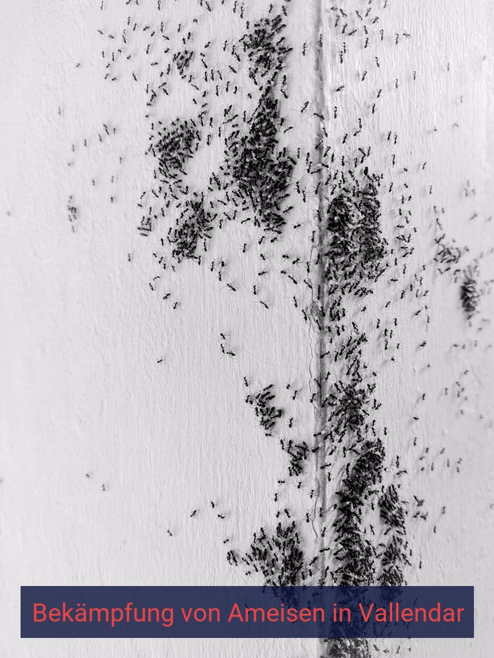 Bekämpfung von Ameisen {Stadt(city_name)