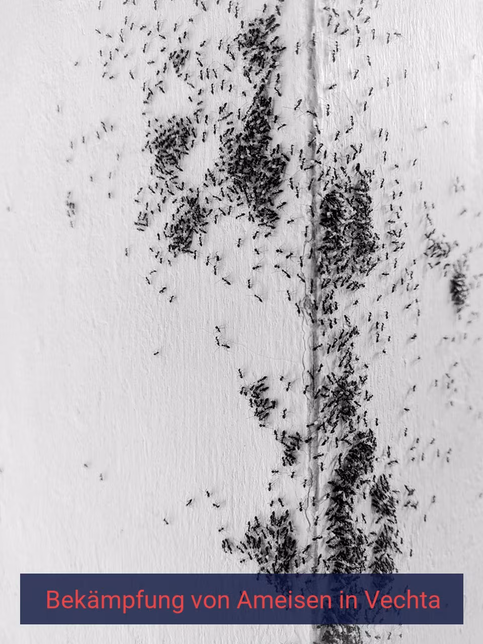 Bekämpfung von Ameisen {Stadt(city_name)
