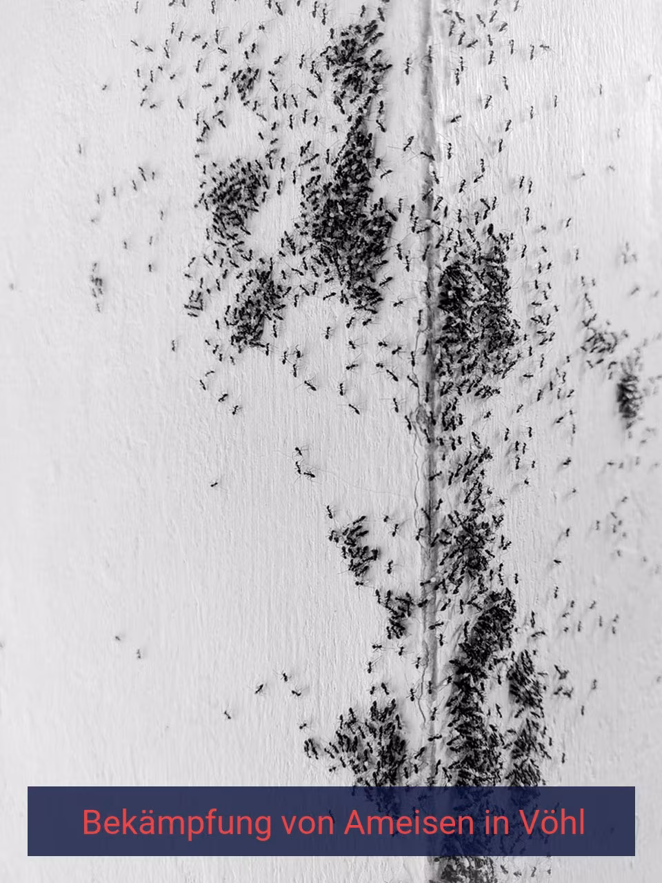 Bekämpfung von Ameisen {Stadt(city_name)