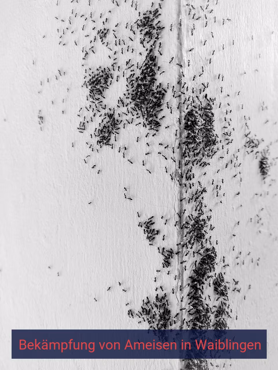 Bekämpfung von Ameisen {Stadt(city_name)
